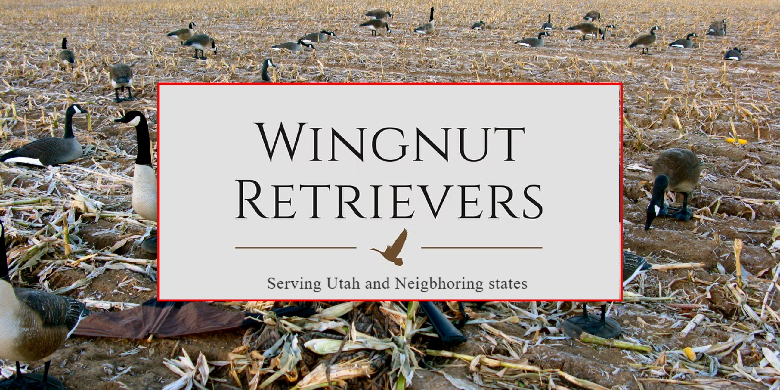 Wingnut Retrivers