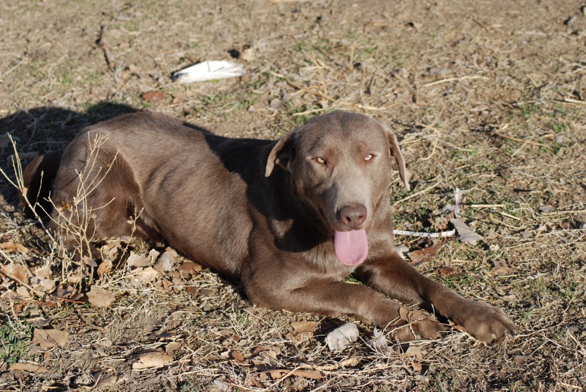 Dog Photo