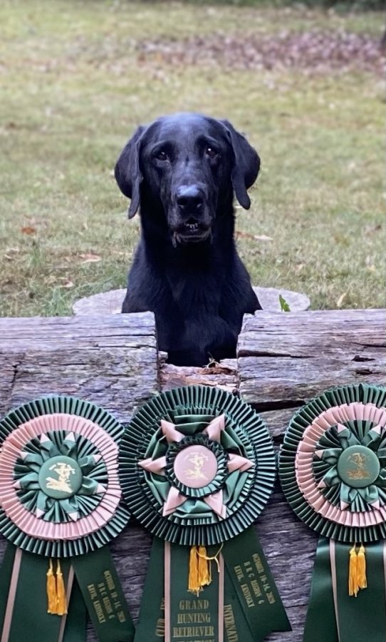 Dog Photo