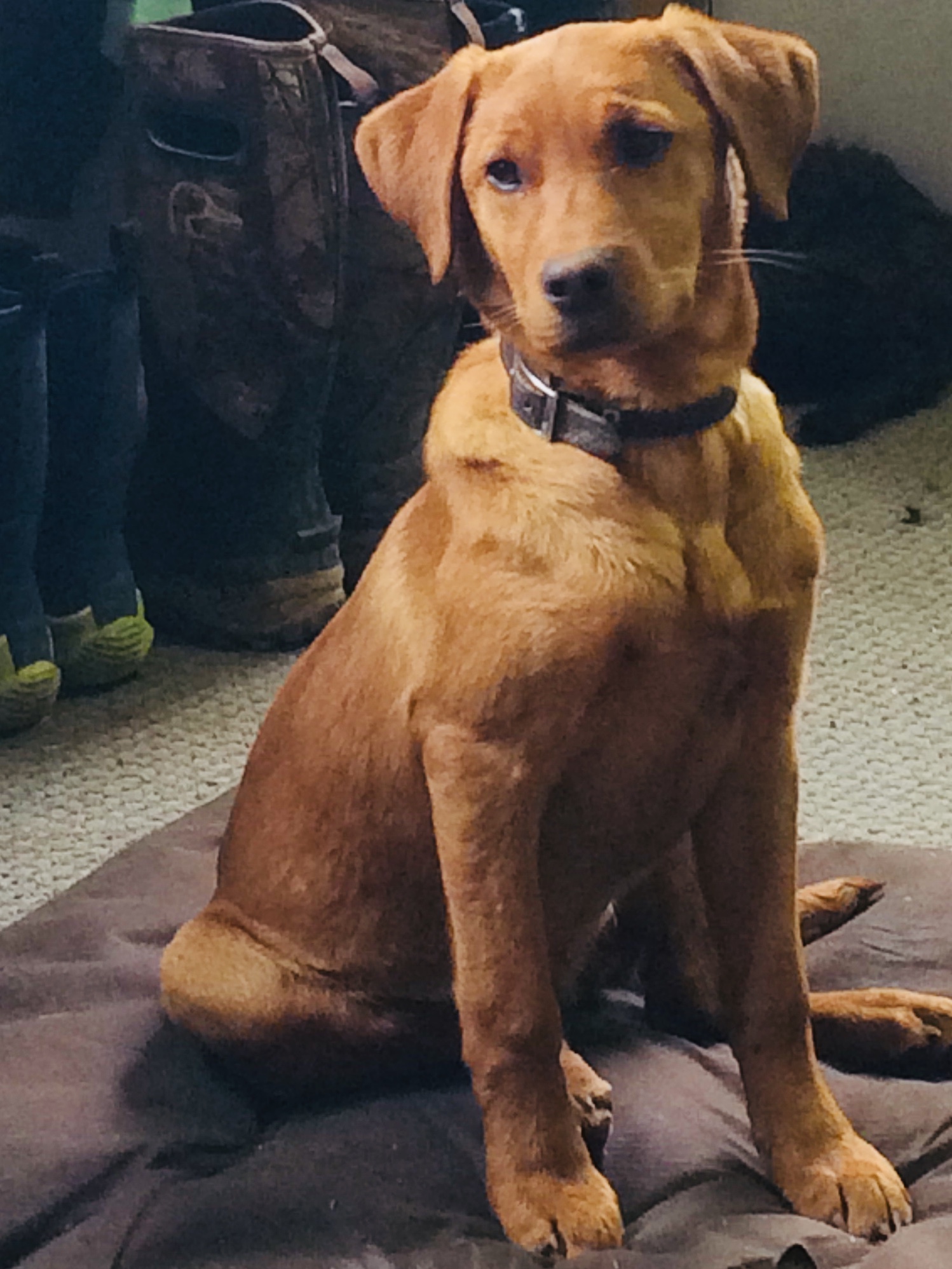 Dog Photo