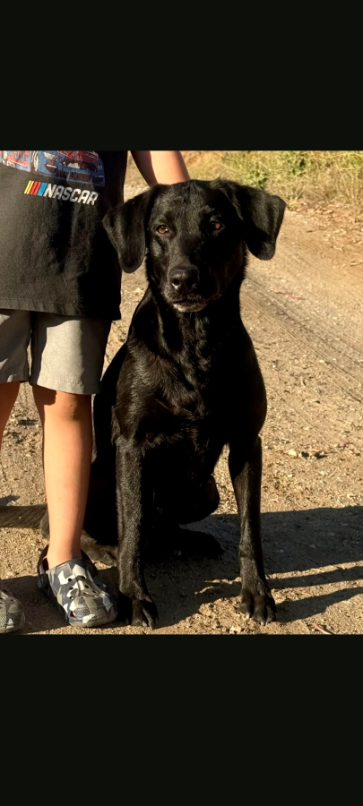 Dog Photo