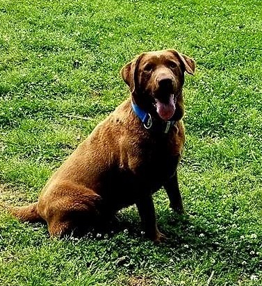 Dog Photo