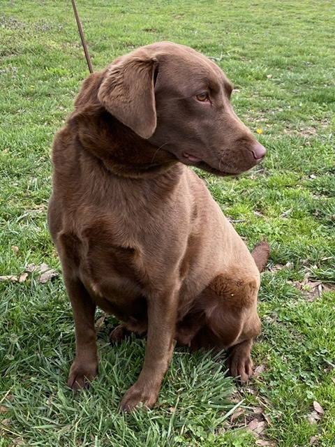 Labrador retriever Pedigree of SHR Harness Creek s Waydago Trip n