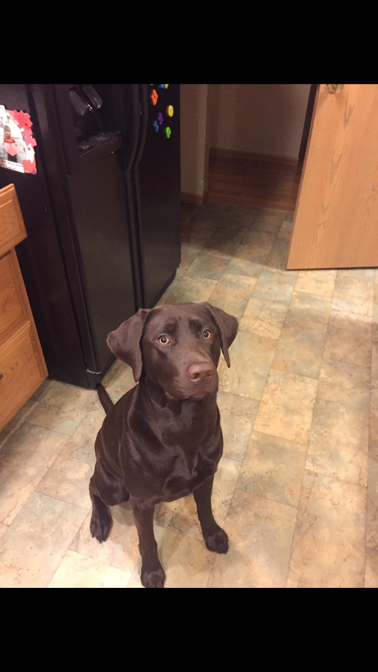 Dog Photo