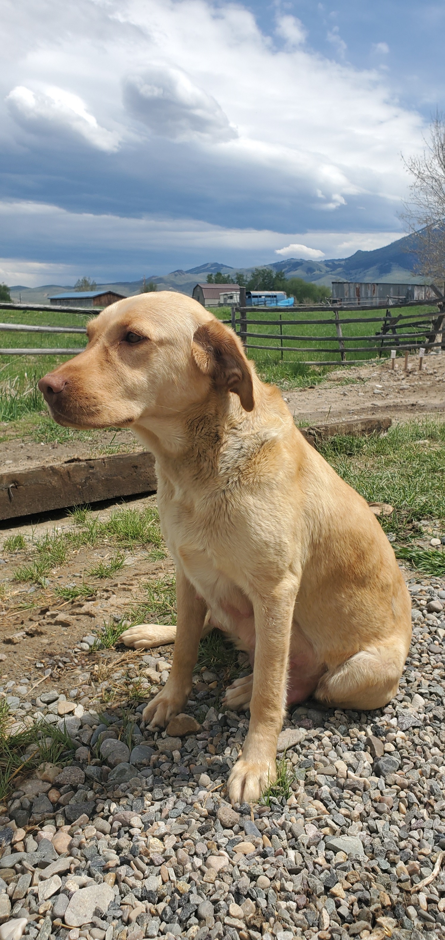 Dog Photo