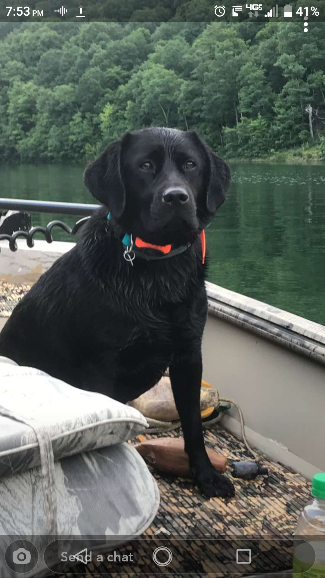 Dog Photo