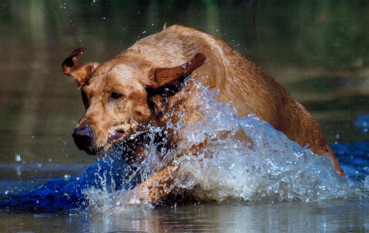 Dog Photo