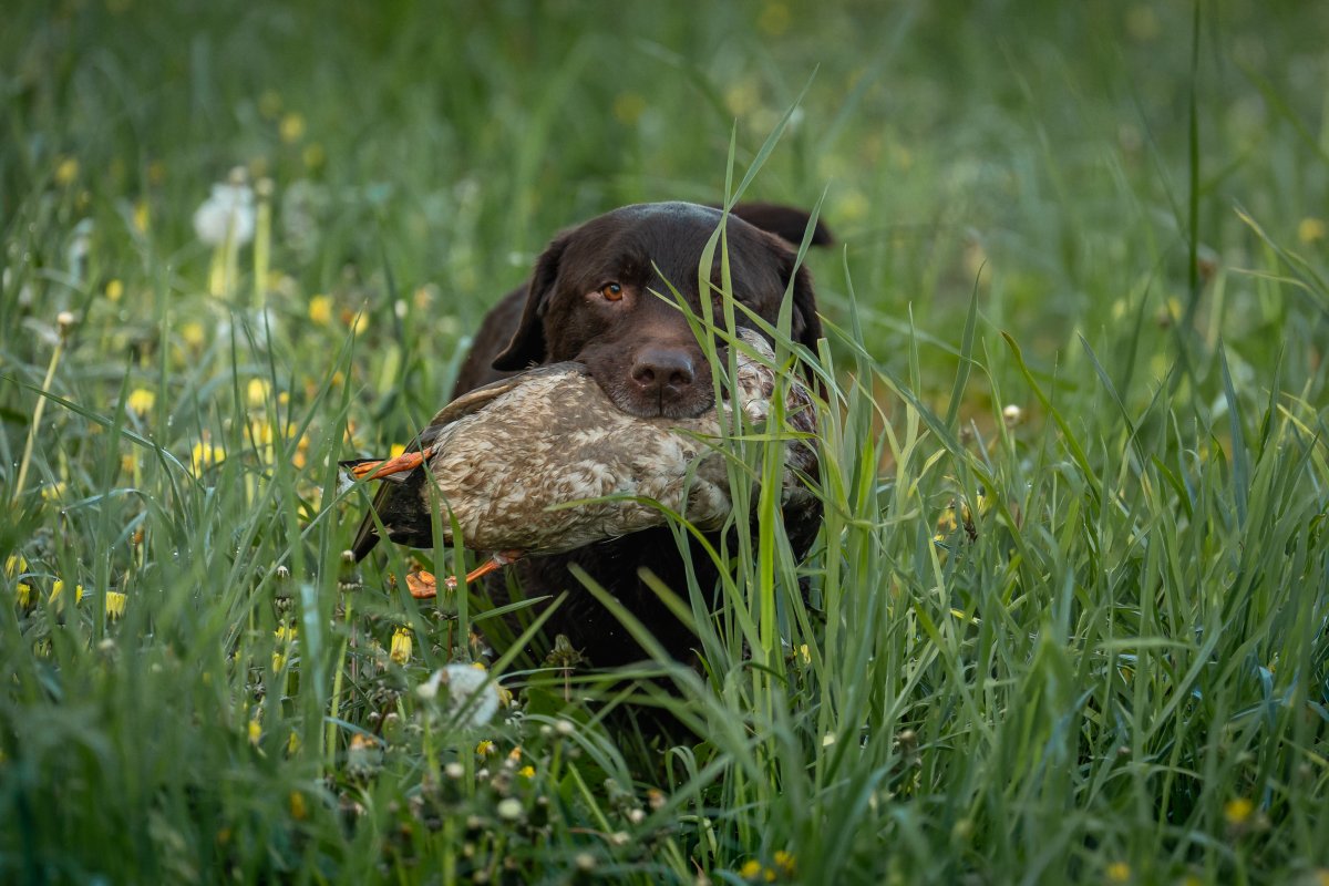 Dog Photo