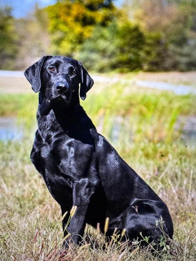 Dog Photo