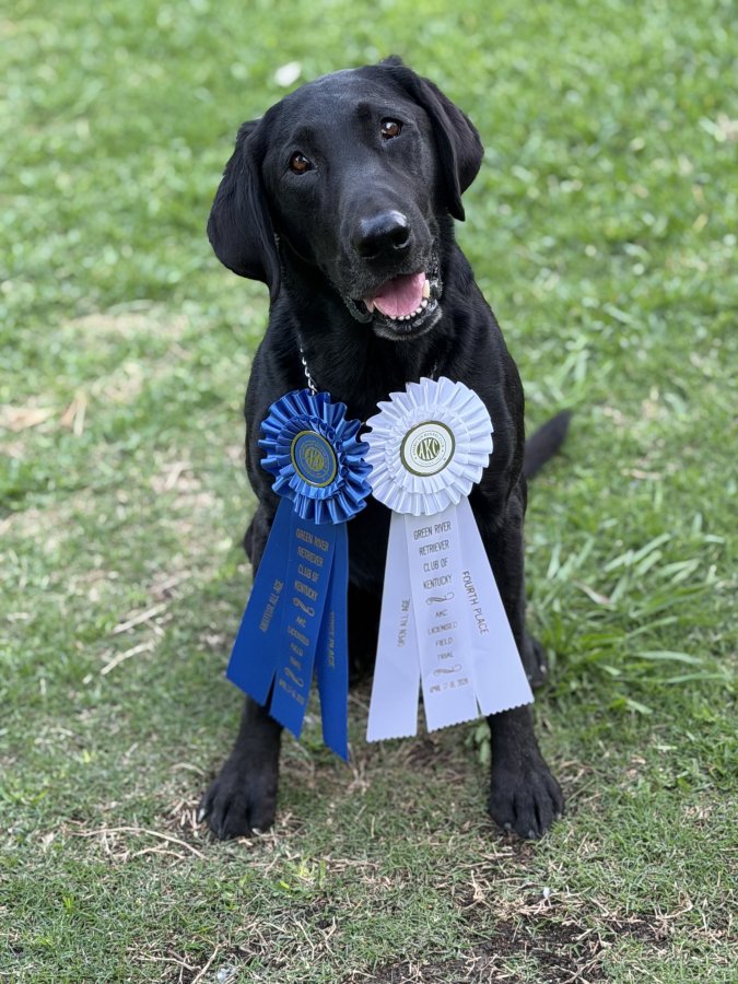 Dog Photo