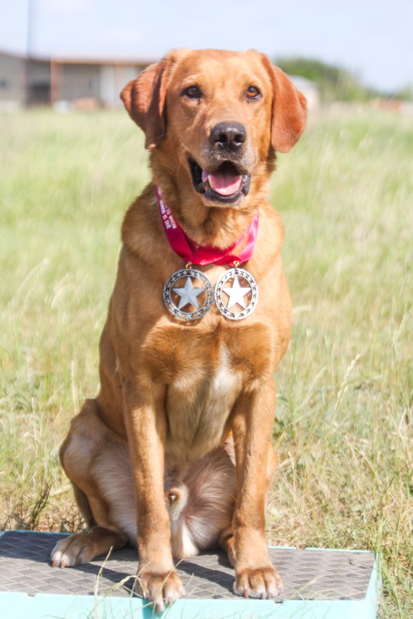 Stud Dog