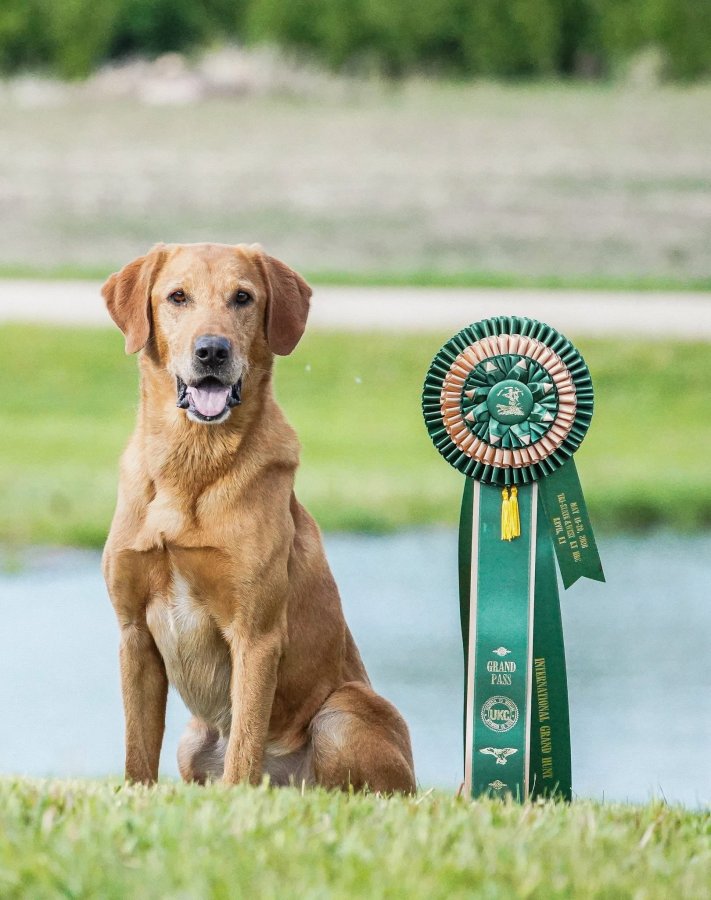 Dog Photo