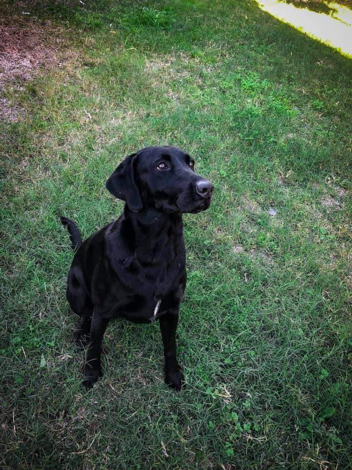 Dog Photo