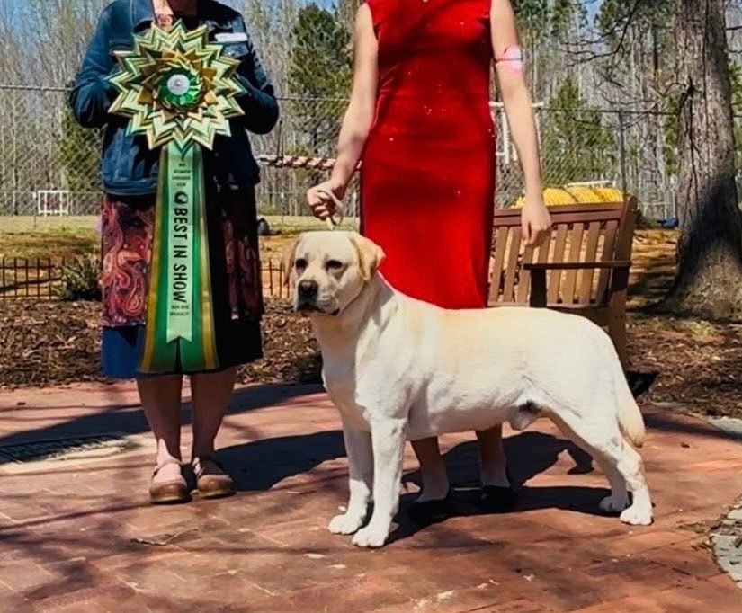 Dog Photo