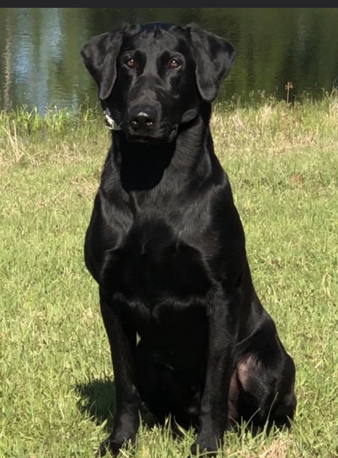 Labrador retriever Pedigree of FC AFC Jimaviche's Hollandaise Jammer