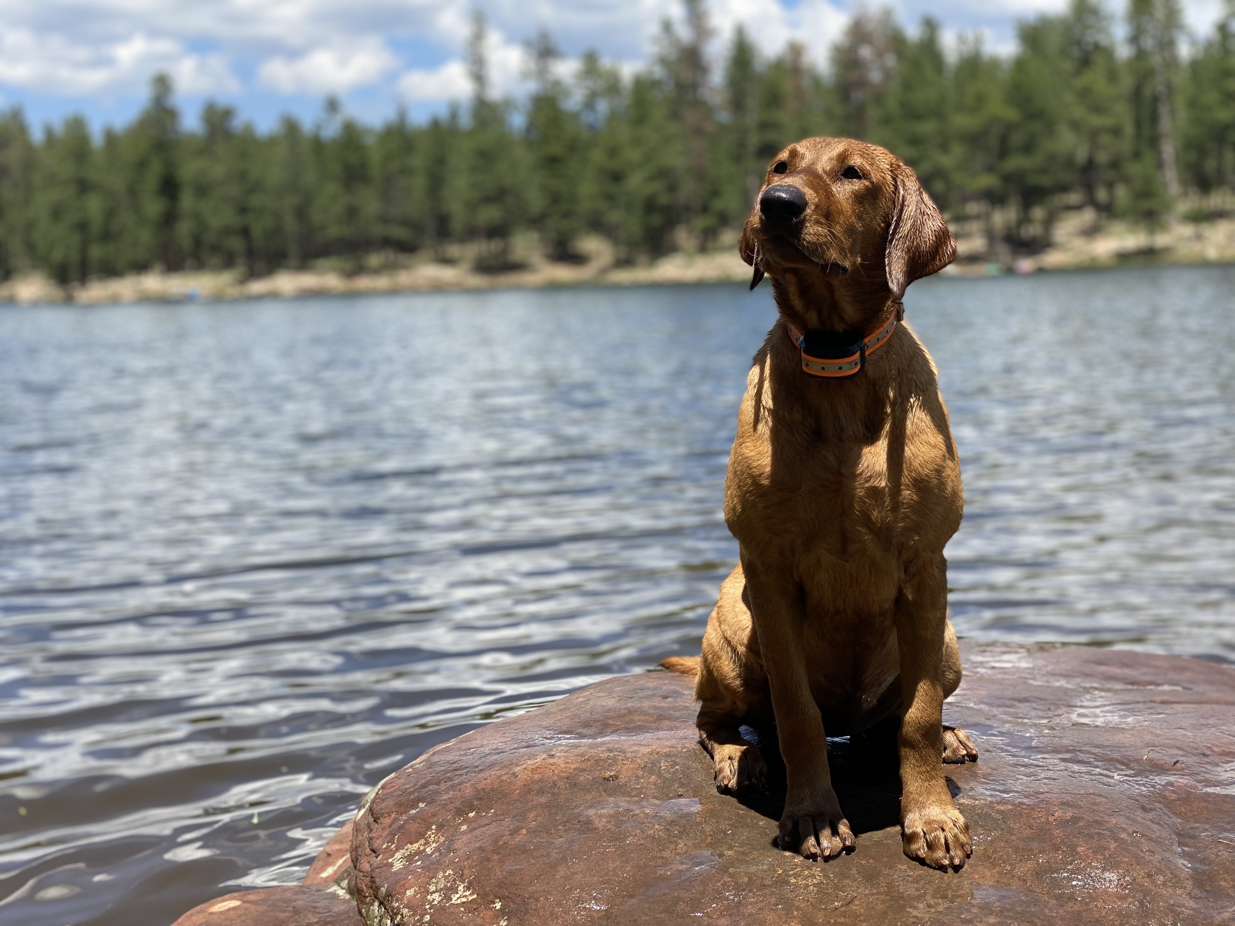 Dog Photo