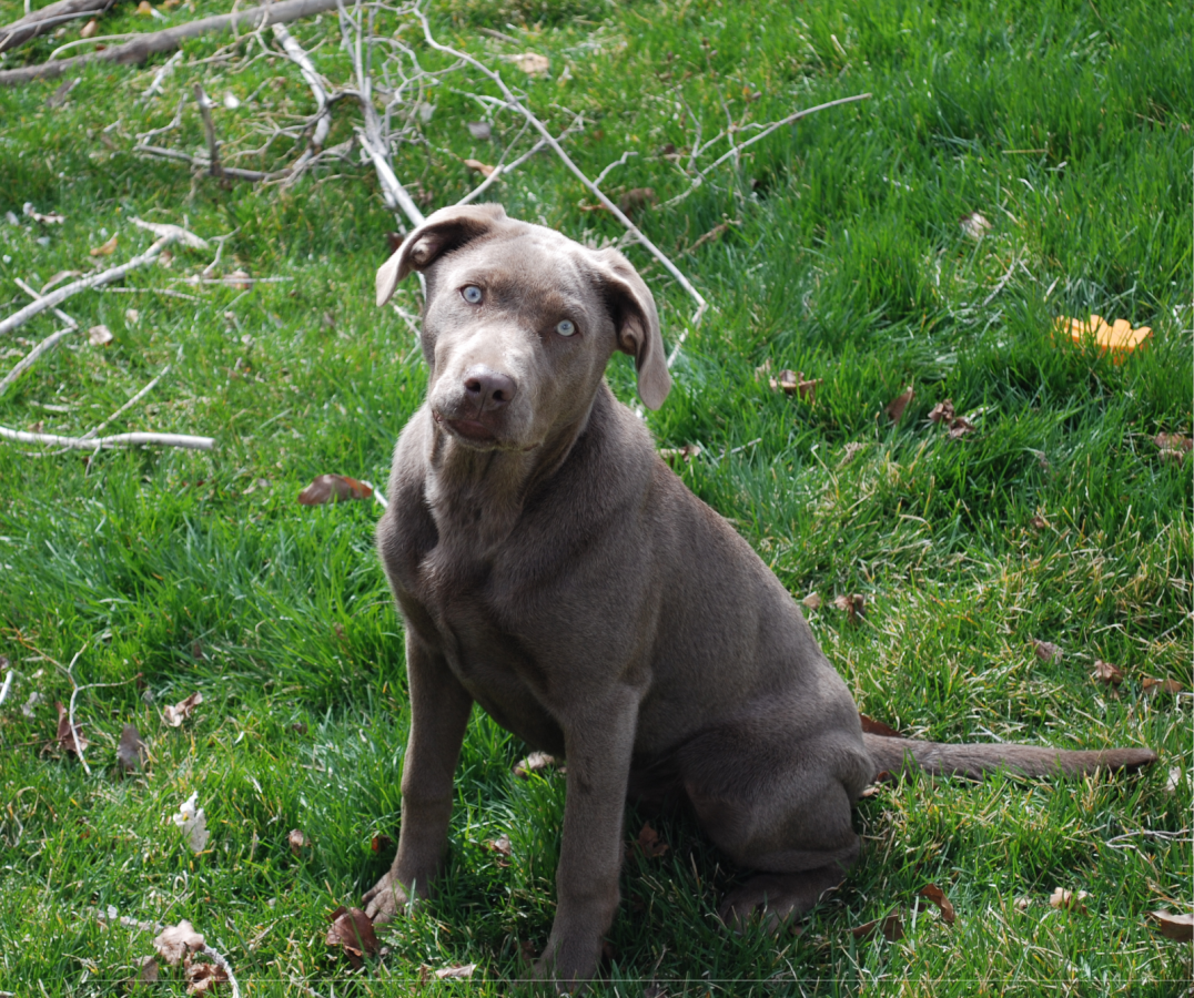 Dog Photo