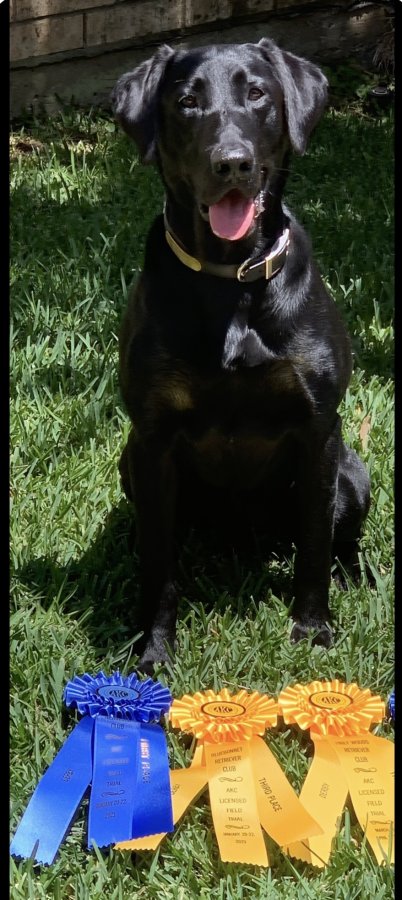 Dog Photo