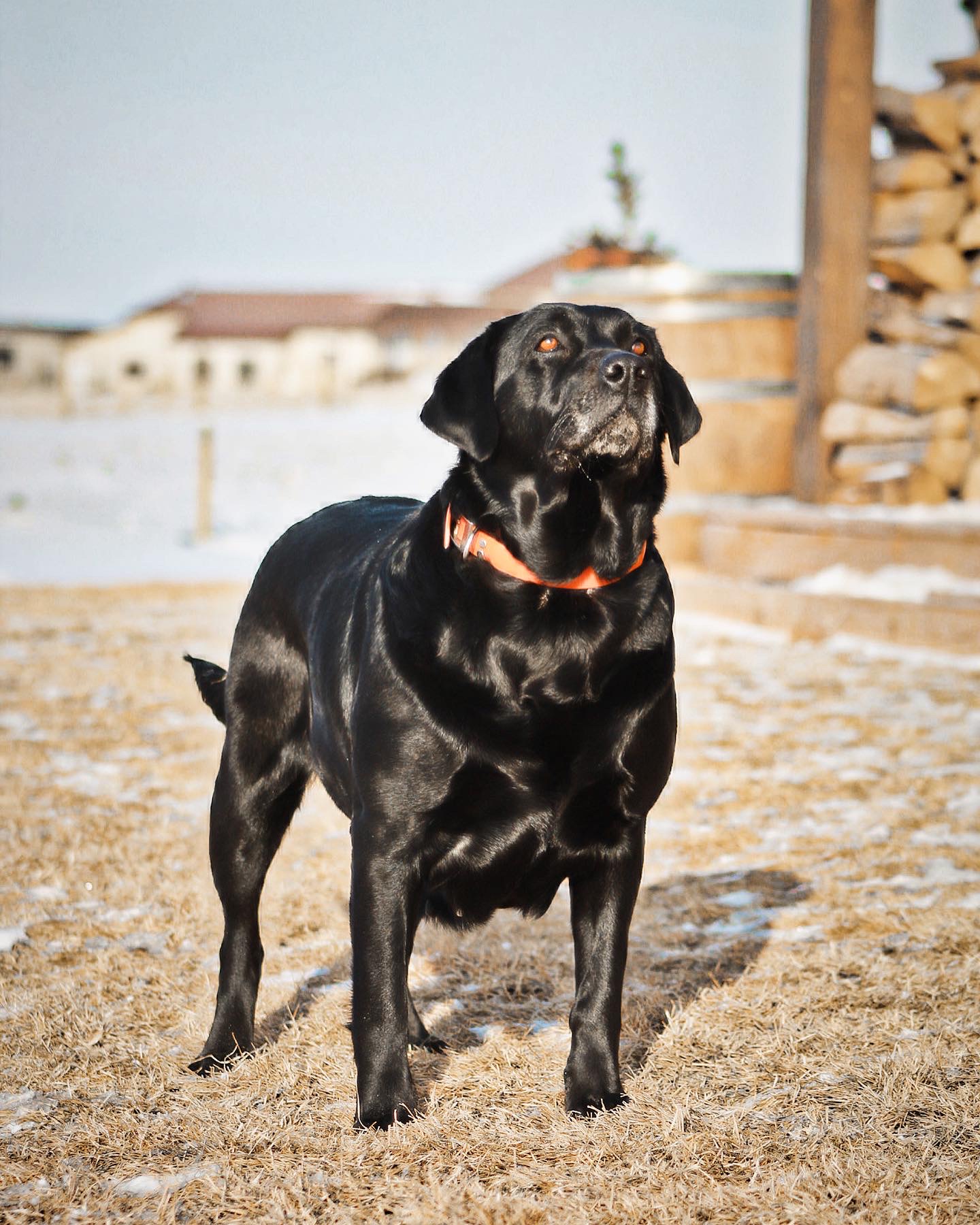Dog Photo