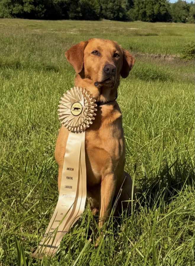 Dog Photo