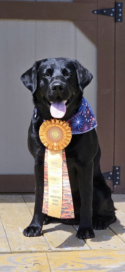 Dog Photo