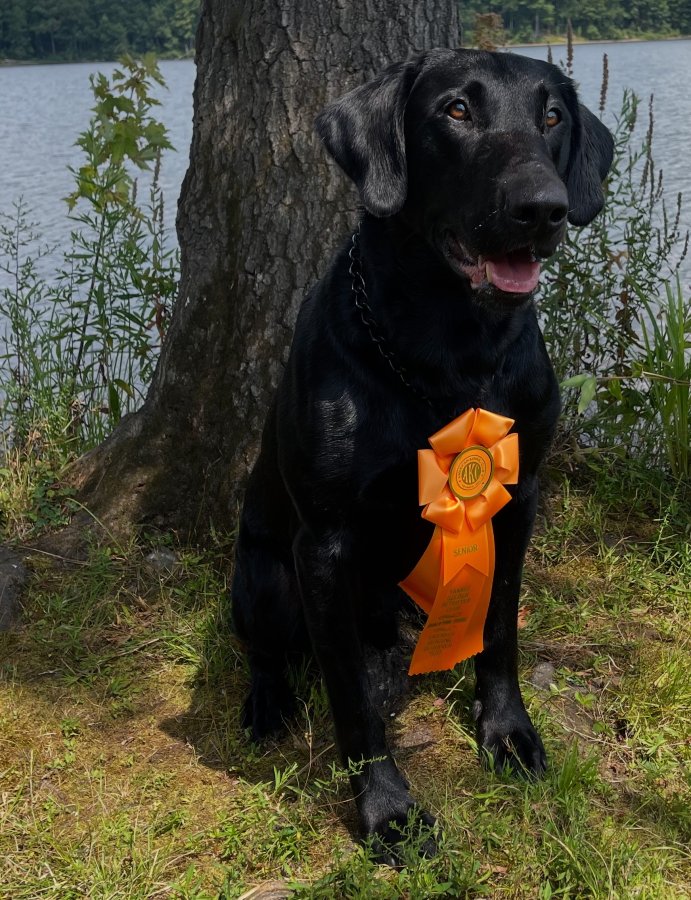 Dog Photo