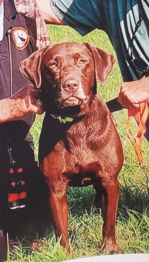 Dog Photo