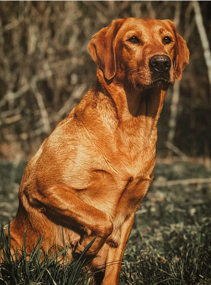 Dog Photo