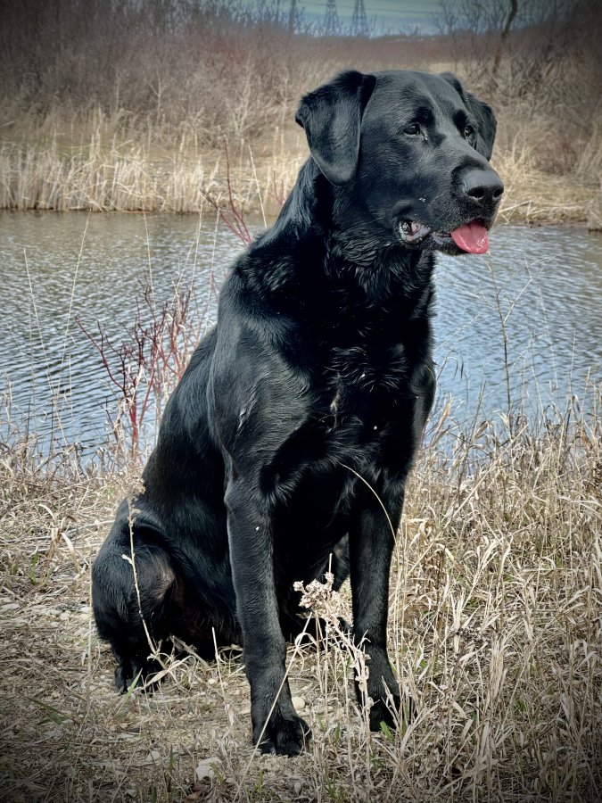 Dog Photo
