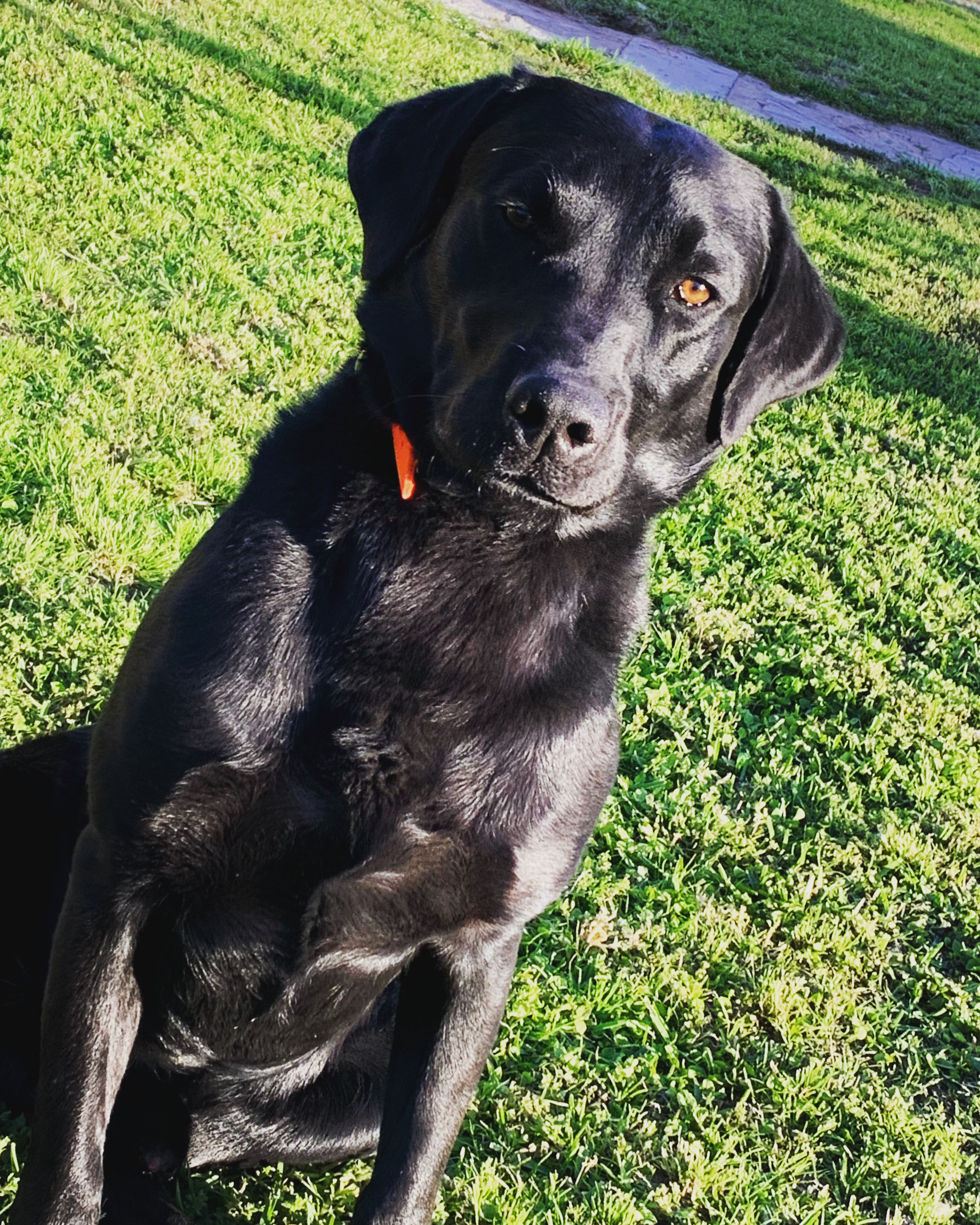 Dog Photo