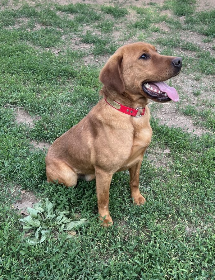 Dog Photo