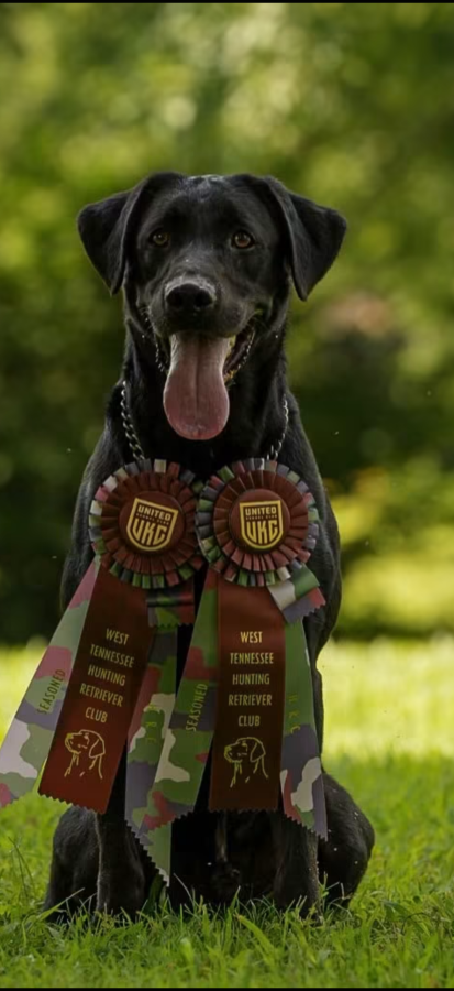 Dog Photo