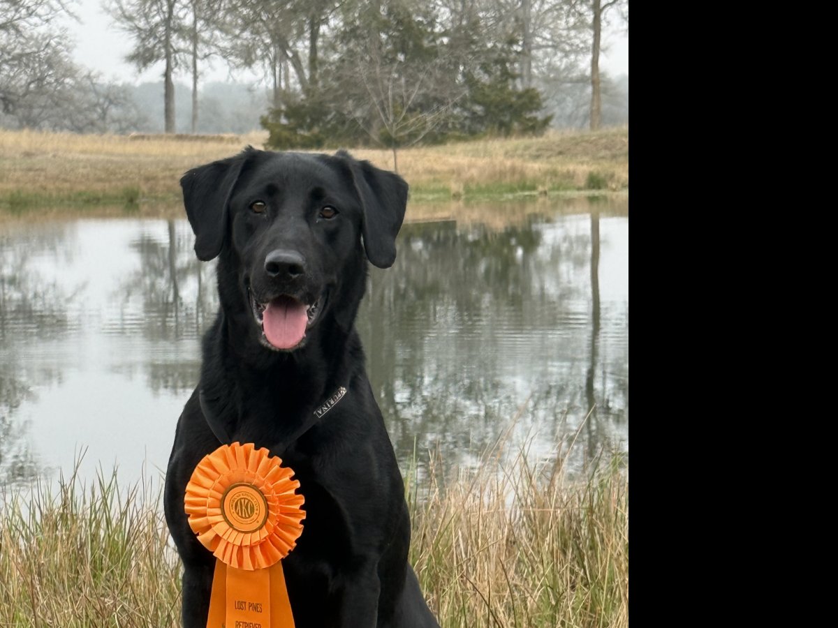 Dog Photo