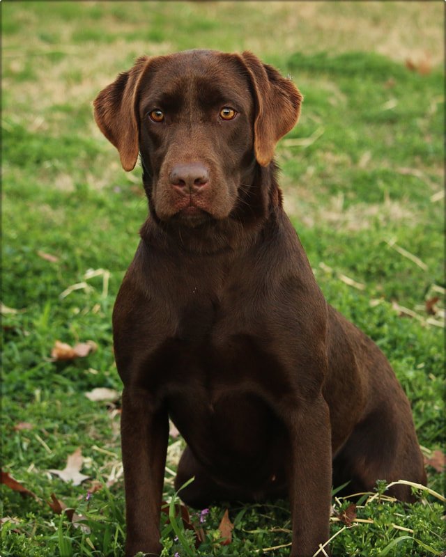 Dog Photo