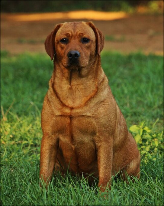Dog Photo