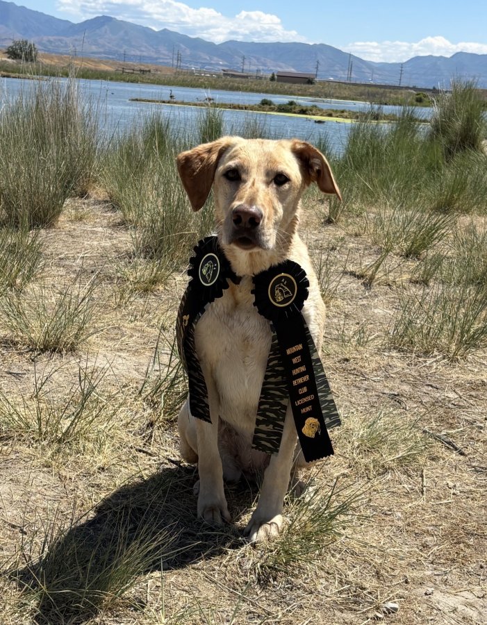 Dog Photo