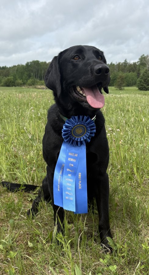 Dog Photo