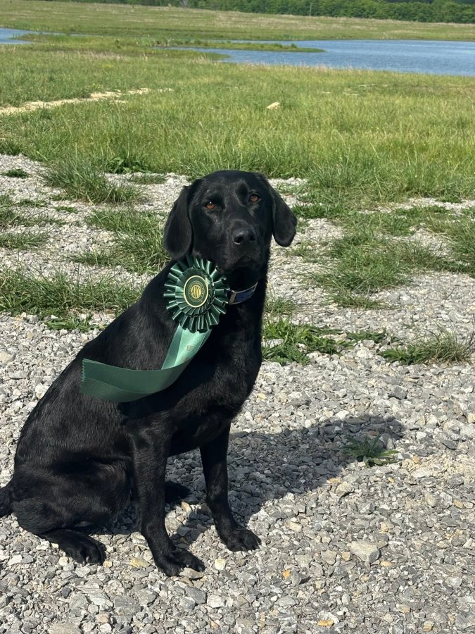 Dog Photo
