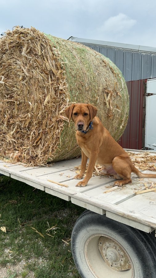 Dog Photo