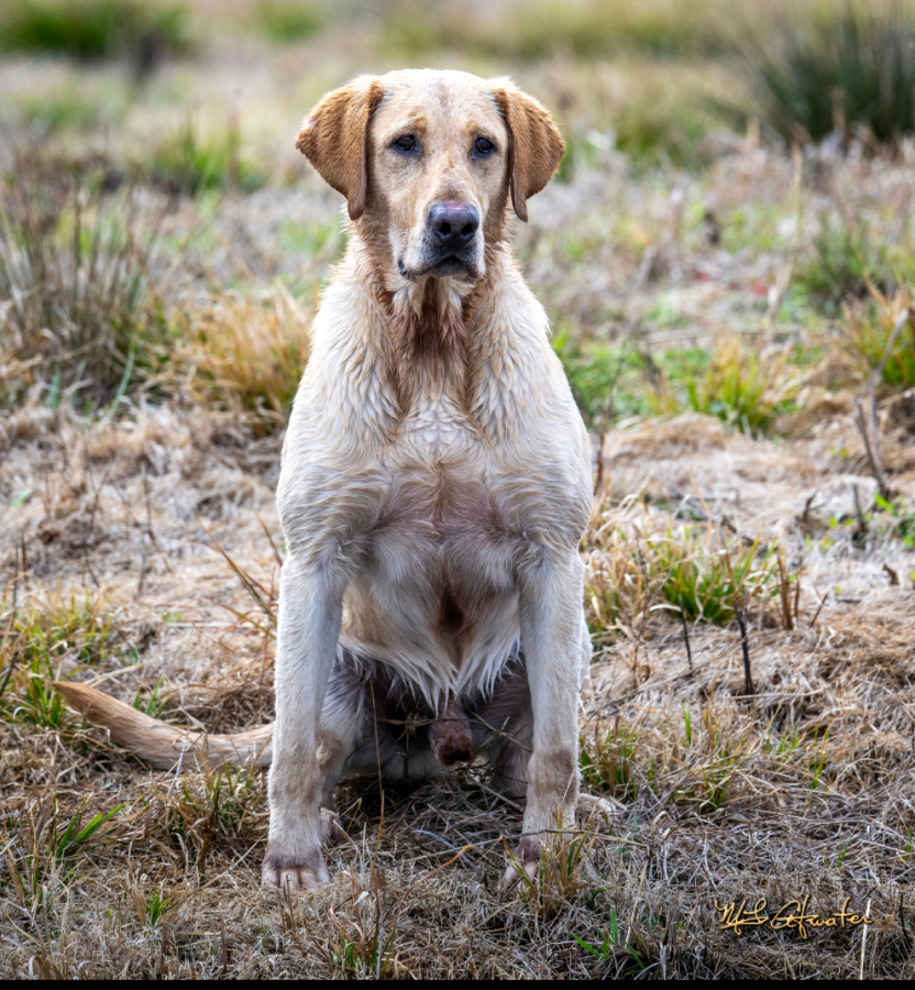 Dog Photo
