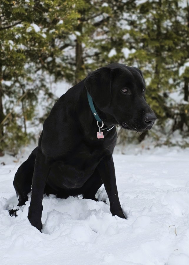 Dog Photo