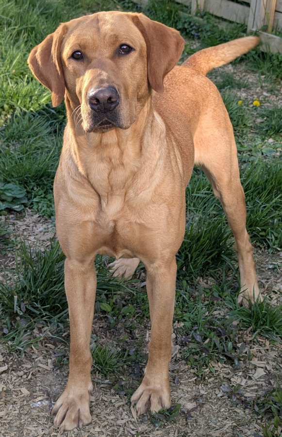Dog Photo