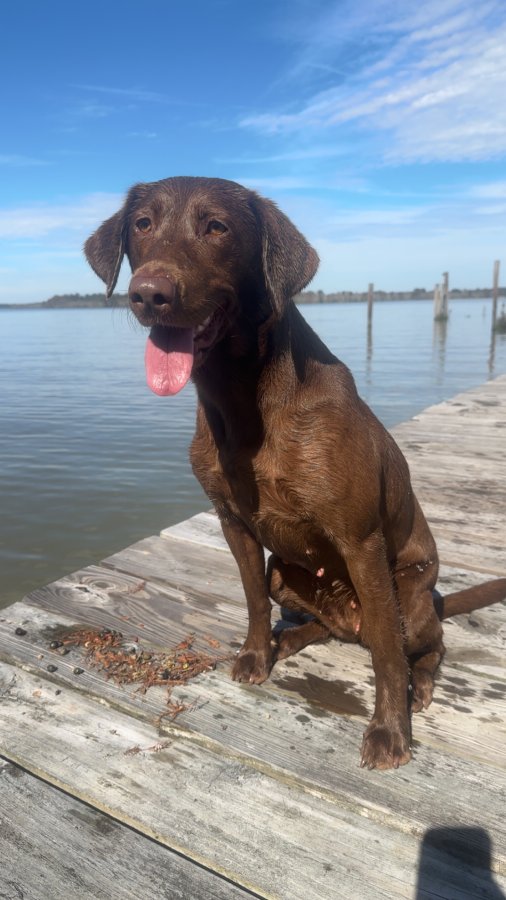 Dog Photo