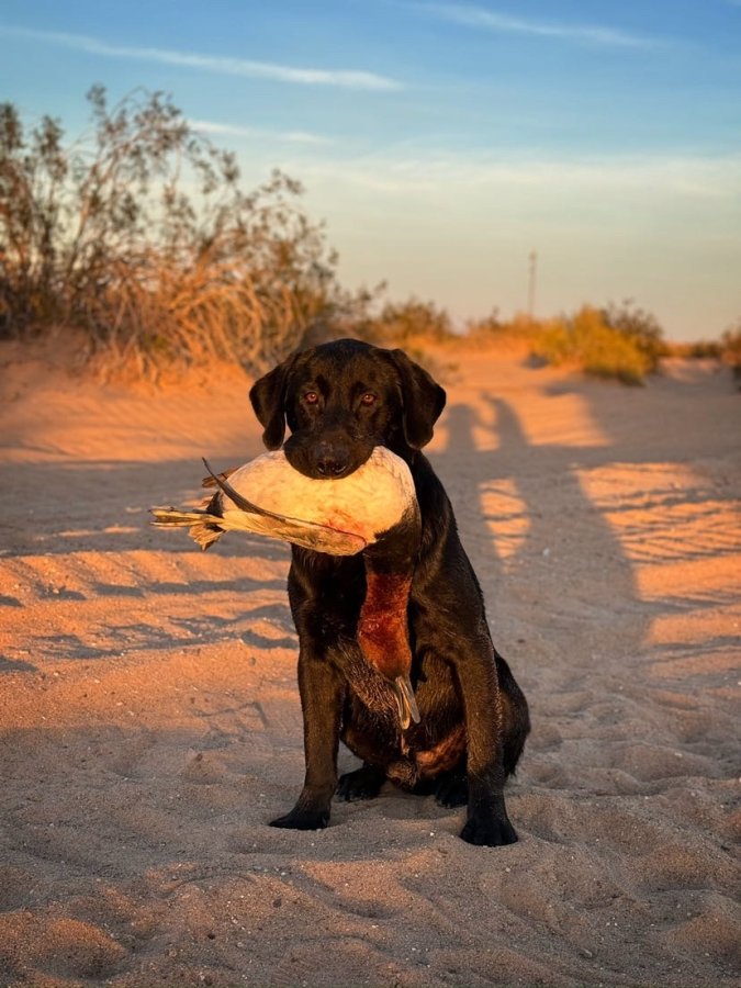 Dog Photo
