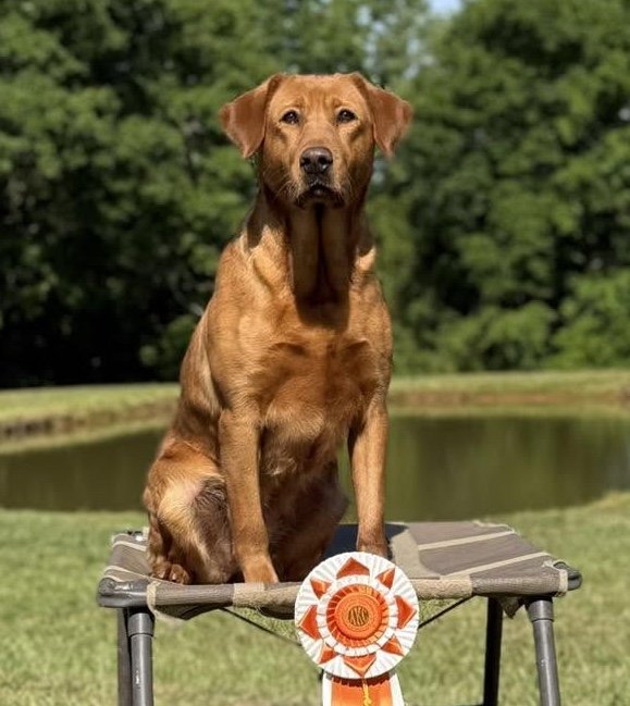 Hunting Lab Pedigree