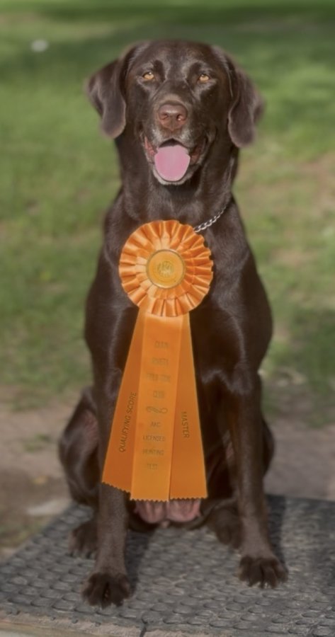 Dog Photo