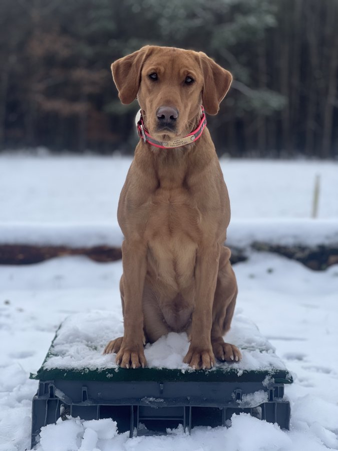 Dog Photo