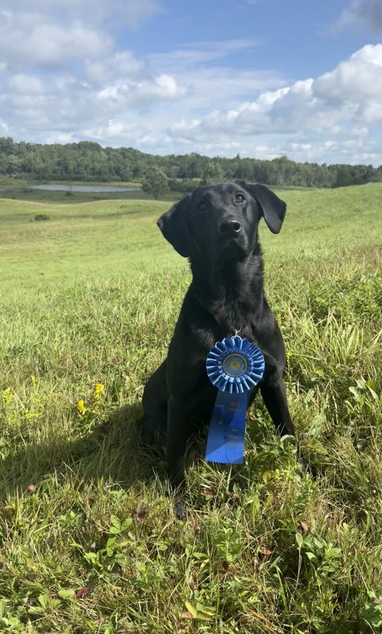 Stud Dog