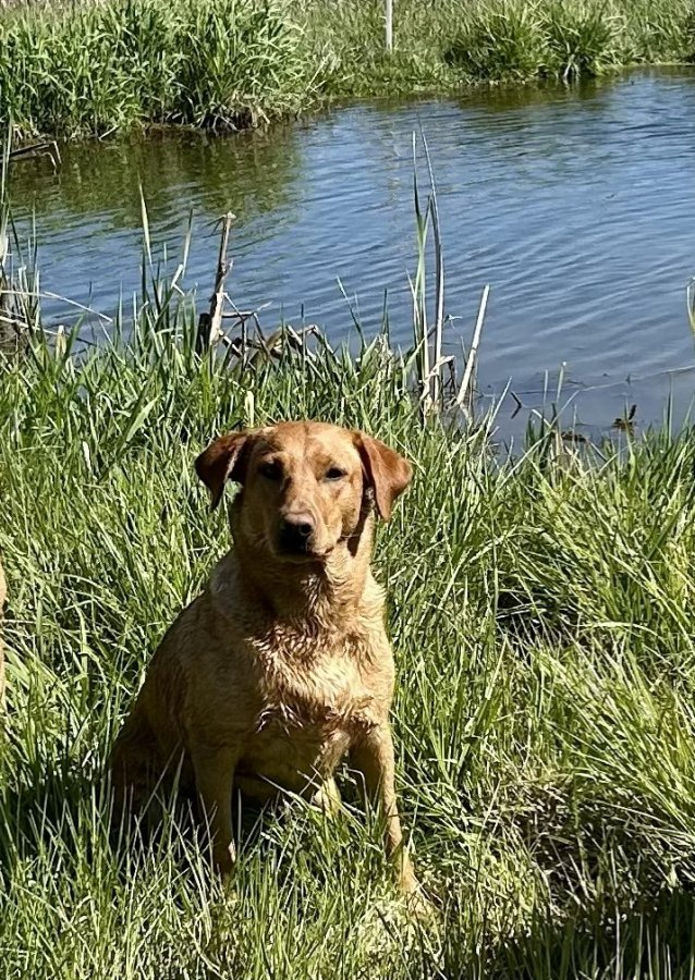 Dog Photo