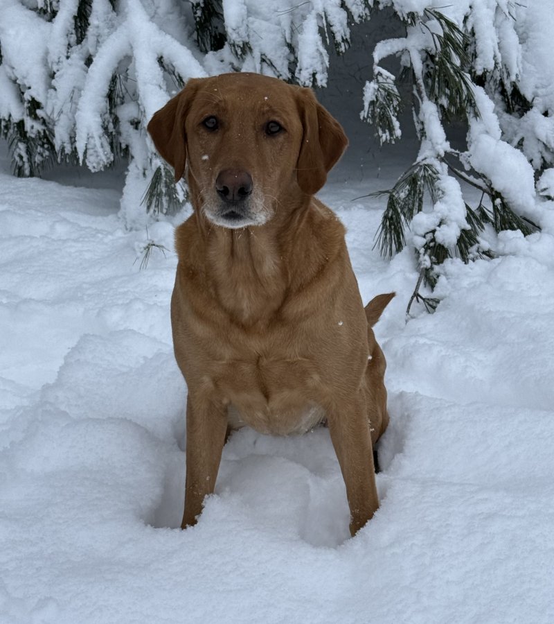 Dog Photo